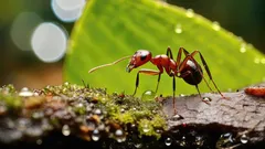 Ameisen auf dem Grundstück? Hier ist ein Tipp, mit dem Sie sie langfristig loswerden!
