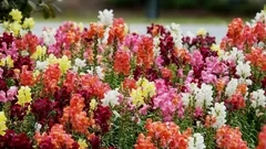 Die Löwenmaulblume blüht den ganzen Sommer über üppig: Ein umfassender Leitfaden