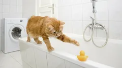 Warum folgt Ihnen Ihre Katze ins Badezimmer: Eine Antwort, die kaum jemand kennt