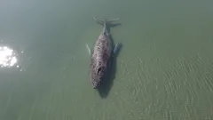 Warum der Wal Timmy nicht gerettet werden konnte: Eine Tragödie in der Ostsee