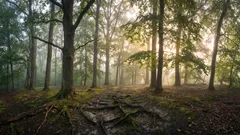 „Kommunizieren“ Wälder miteinander? Wissenschaftler haben ein verborgenes Netzwerk unter der Erde entdeckt