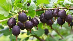 Meine Nachbarin hat wegen eines einzigen Fehlers ihre Stachelbeerenernte verloren – wir schauen uns das genauer an, damit sich das nicht wiederholt