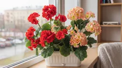 Wo man Pflanzen anstelle der Fensterbank aufstellen kann – und warum das wichtig ist