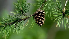 Kiefernzapfen sind kein Abfall: So nützlich sind sie im Garten