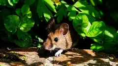 Diese Pflanzen hassen Mäuse am meisten: Einfacher Schutz für den Garten