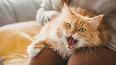 Die Katze springt demonstrativ von deinem Schoß? Der Grund liegt gar nicht in ihrem Charakter