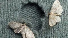 Woher kommen die Motten im Haus eigentlich?