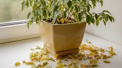 Wächst der Ficus nicht? Der wahre Grund, den 90 % der Pflanzenliebhaber übersehen