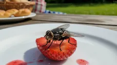 Eine Fliege ist auf das Essen gesessen – kann man es noch essen? Ärzte geben die Antwort