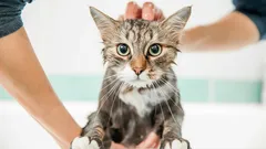 Badetag mit der Katze: Tipps, die Ihre Nerven und Ihre Kleidung schonen