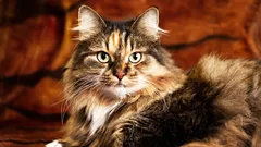 Der Mythos von „×7“ ist längst überholt – so berechnet man das Alter von Katzen tatsächlich