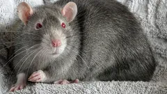 Eine Ratte im Haus: Probleme, auf die niemand vorbereitet ist