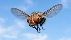 Warum sind Fliegen so hartnäckig? – Wissenschaftler haben den wahren Grund erklärt
