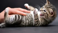 Die Katze zeigt ihren Bauch und beißt: ein verstecktes Signal, das fast alle falsch interpretieren